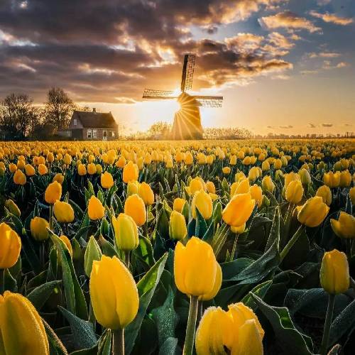 علی نصیری به دام تو فتادم تو‌ کرده ایی اسیرم